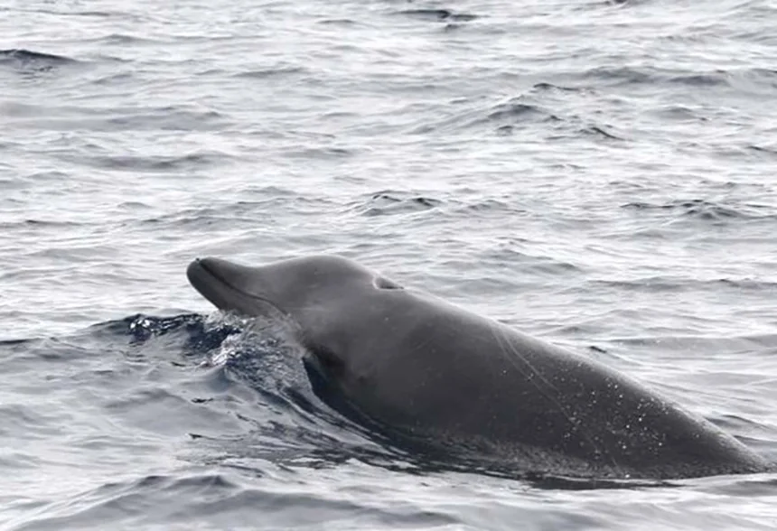 A True’s beaked whale on the surface. These deep-diving marine mammals are difficult to study.— Photo by Robert Pitman/NOAA Fisheries)