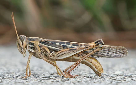 American grasshopper.