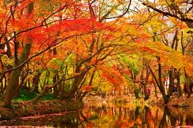 Maple_Trees_by_Creek.jpg