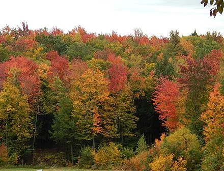Swamp maples in early fall.