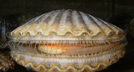Bay scallop.