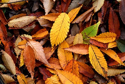 leaves.jpg