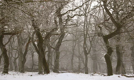 440px-Langaa_egeskov_rimfrost.jpg