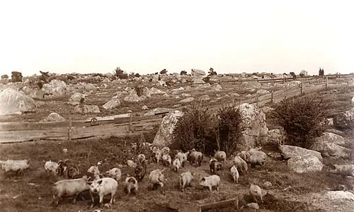 The “Dogtown’’ part of the Gloucester Moors, about 2008.