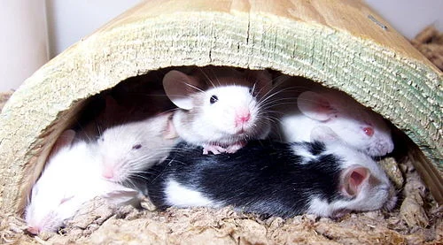 Fancy_mice.jpg