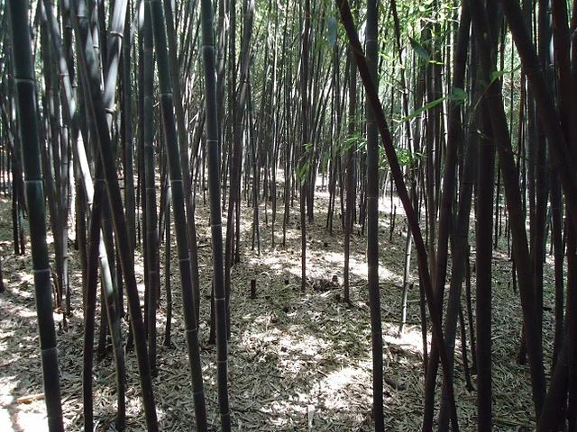 640px-Bamboo_forest_at_Rutgers_University_botanical_gardens.JPG