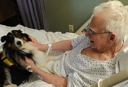 Langley_therapy_dog.jpg