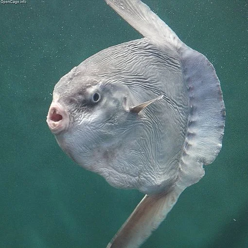 Todd McLeish: The bizarre (to us) ocean sunfish washes up in New England