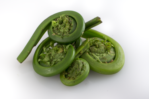 Fiddlehead ferns