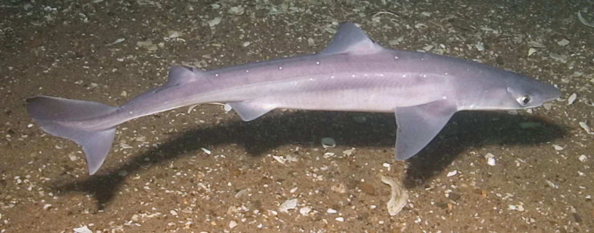 Dogfish — Photo by Doug Costa of NOAA