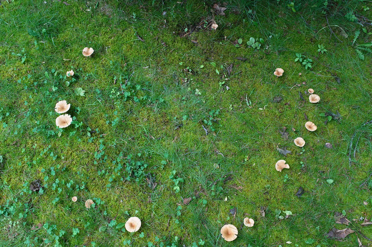 Thomas Hook, the Southbury, Conn.-based photographer and naturalist who took this picture, explains: “This circle of mushrooms appeared on my lawn last evening and it’s the first I’ve seen in many years. It medieval times it was known as a ‘Fairy Ci…