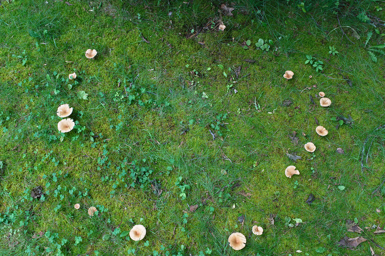 Thomas Hook, the Southbury, Conn.-based photographer and naturalist who took this picture, explains: “This circle of mushrooms appeared on my lawn last evening and it’s the first I’ve seen in many years. It medieval times it was known as a ‘Fairy Circle,’ not to be stepped into for fear you would disappear into some supernatural realm or be faced with an early death were you to step in and then step out. In Germany it was called a ‘Witches’ Circle,’ wherein dancing occurred on Walpurgis Night. Whatever your belief system, it was exciting for me to find, as good as finding a Scarlet Tanager!