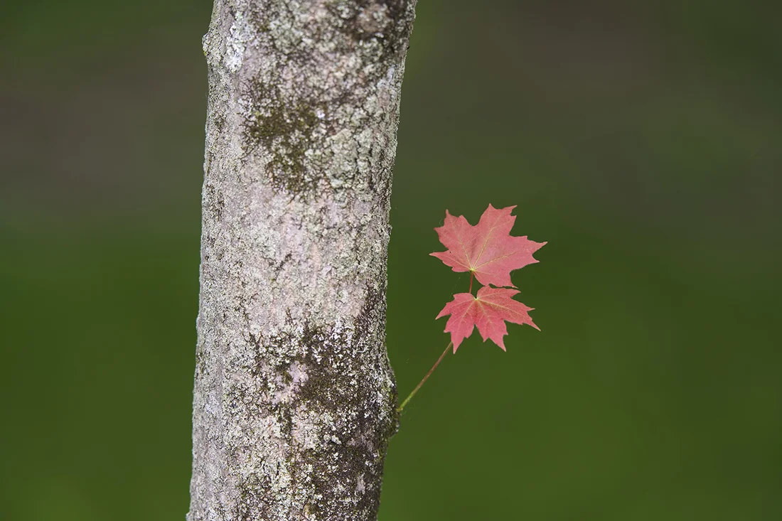 This from naturalist and photographer Thomas Hook, of Southbury, Conn.: “Was driving up Old Sherman Hill Road in Woodbury (Conn.) today and saw these two leaves out of the corner of my eye and stopped to get a picture. I went home and got the right lens and came back to take another shot. These were the only two autumn leaves in an expanse of green.’’