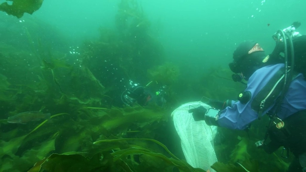Kelp forest on Cashes Ledge — Conservation Law Foundation photo