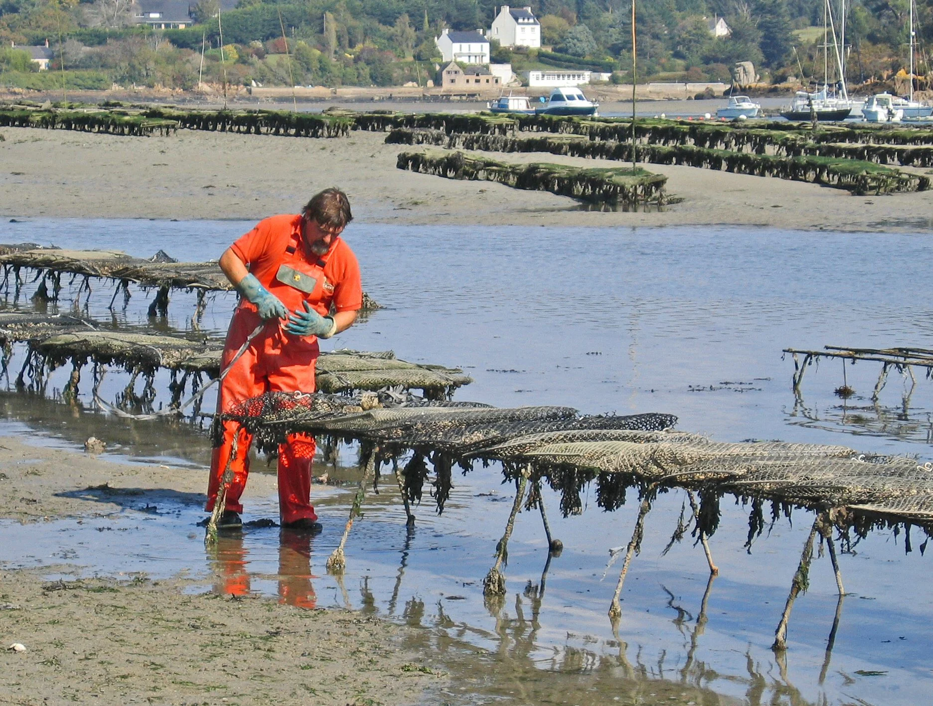 Oyster culture in Riec-sur-Belon , France — Peter Gugerell