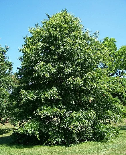 440px-Pin_oak_quercus_palustris.jpg