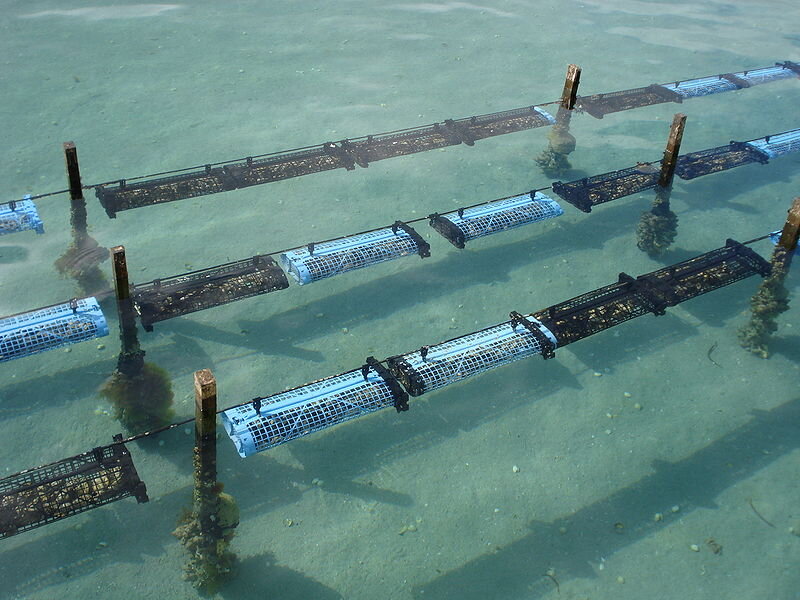 Baskets used to grow juvenile oysters — Photo by Saoyster
