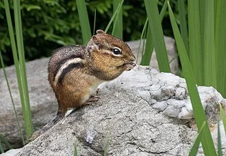 Eastern Chipmunk