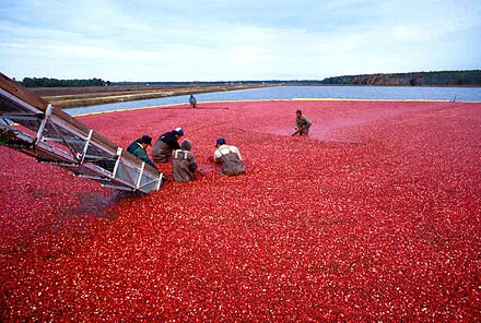 Harvesting cranberries