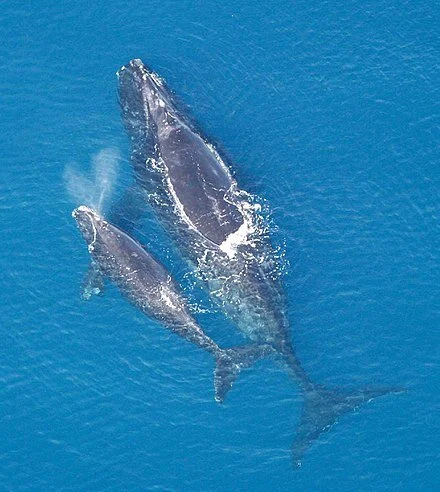 North Atlantic right whale mother with calf