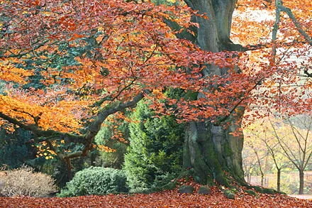 440px-Fagus_sylvatica_Purpurea_JPG4a.jpg