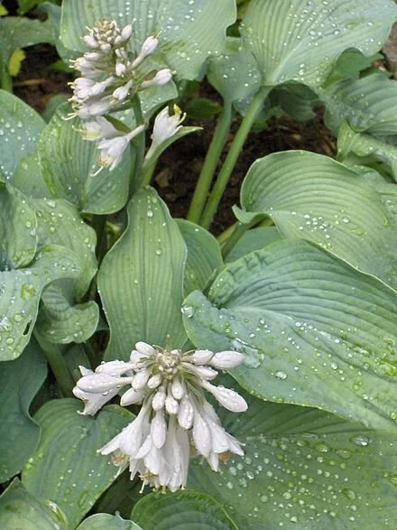 Hosta Bressingham Blue, a Hosta cultivar
