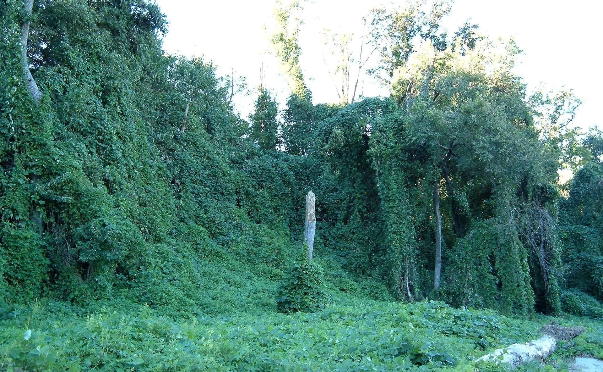 Don Pesci: Time to cut the regulatory kudzu
