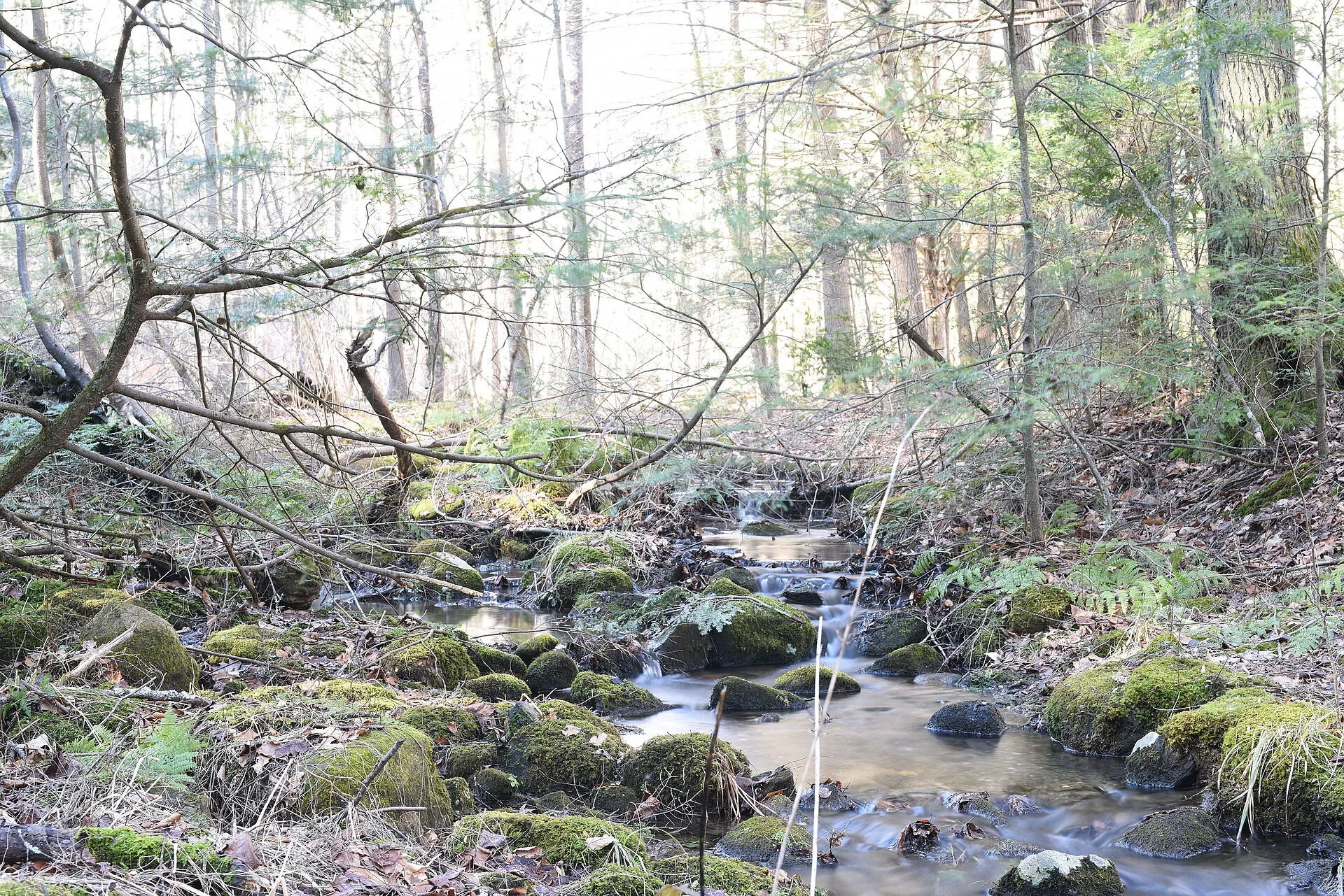 Stream in Southbury, Conn.— Photo by Karlfonza