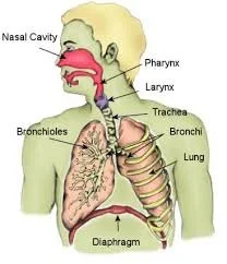 lung.jpeg