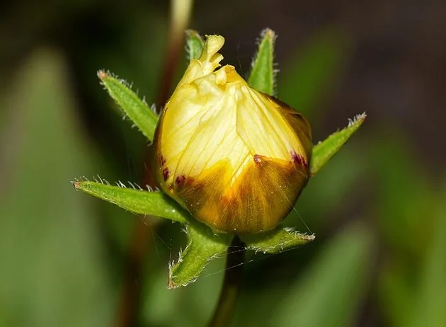 Coreopsis_tinctoria_cultivar_Uptick_Cream_and_Red_8.JPG