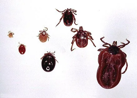 Bad Lyme disease season on its way
