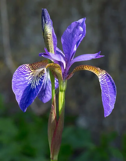 Iris_germanica_(Purple_bearded_Iris),_Wakehurst_Place,_UK_-_Diliff.jpg