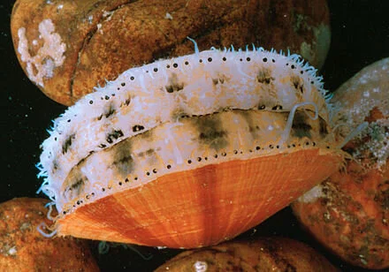 scallop.jpg
