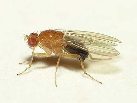 A fruit fly