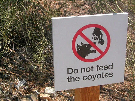 Grace Kelly:  Waste management important in suppressing coyote population