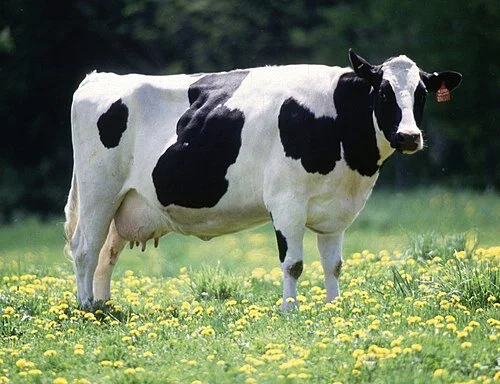 holstein.jpg