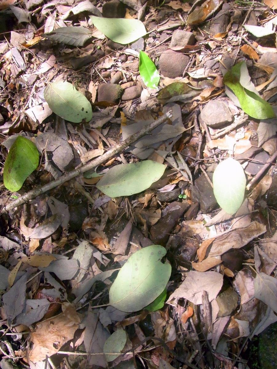 Gmelina_leaves_forest_floor.jpeg