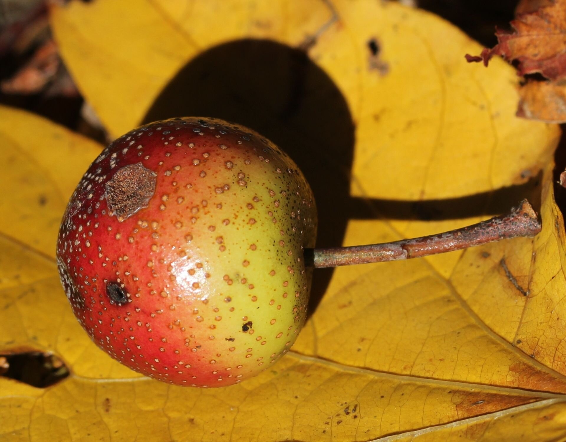 A crabapple in the fall— Photo by Alpsdake&nbsp;