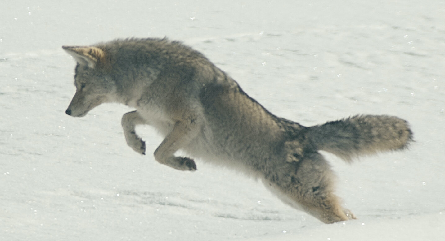 A coyote pouncing on prey in the winter-Photo by Yifei He