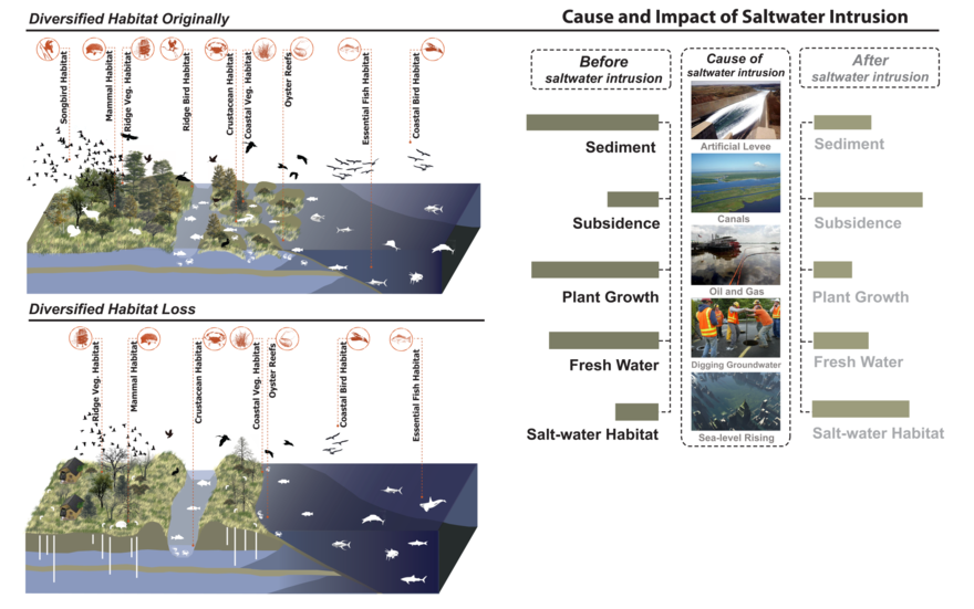 880px-Salt_water_intrusion_wikipedia2.png