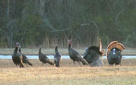 eastern wild turkeys.jpeg