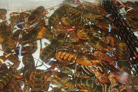 Lobsters_awaiting_purchase,_Trenton,_ME_IMG_2477.JPG