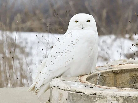 Snowy Owls need a lot of space