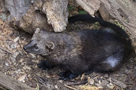 Fishers are powerful predators.