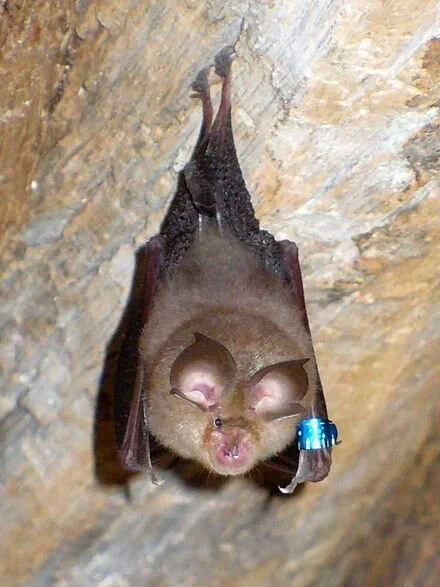 A horseshoe bat, seen as likely source of COVID-19