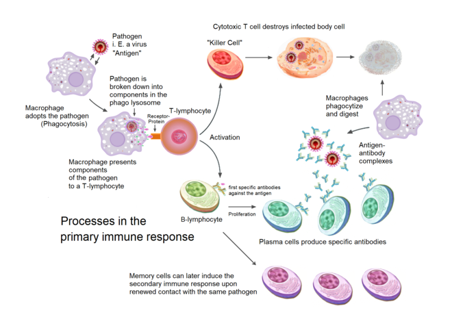 Liz Szabo: COVID-19 can disrupt the immune system in very dangerous ways