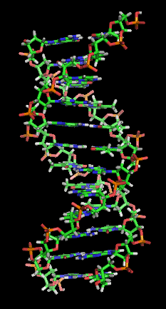 Representation of the now famous “Double Helix’’: Two complementary regions of nucleic acid molecules will bind and form a double helical structure held together by base pairs.