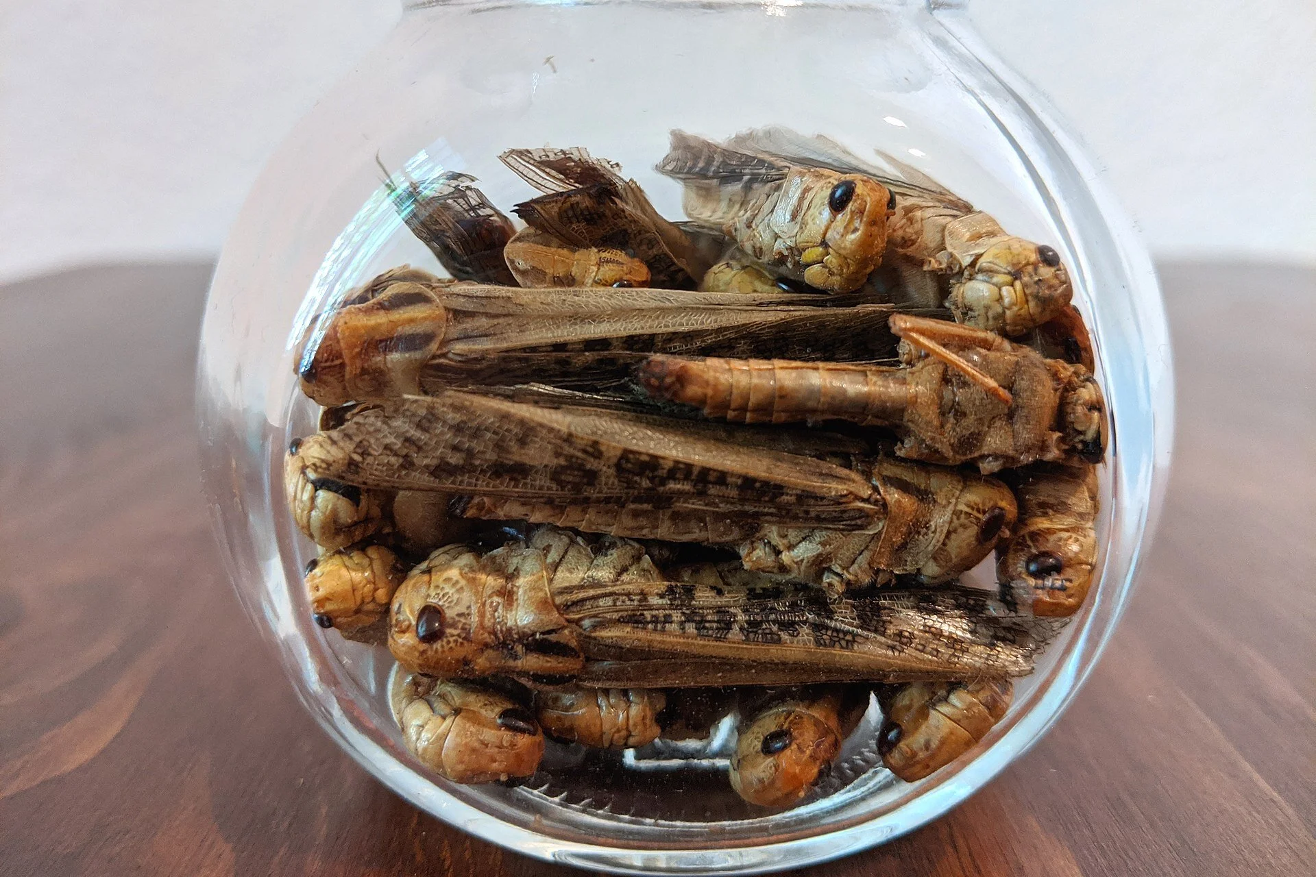 In the universe of the edible