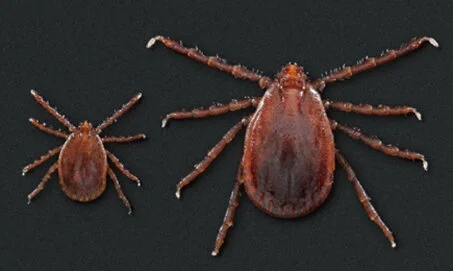 Brian P.D. Hannon: Invasive ticks in the Northeast