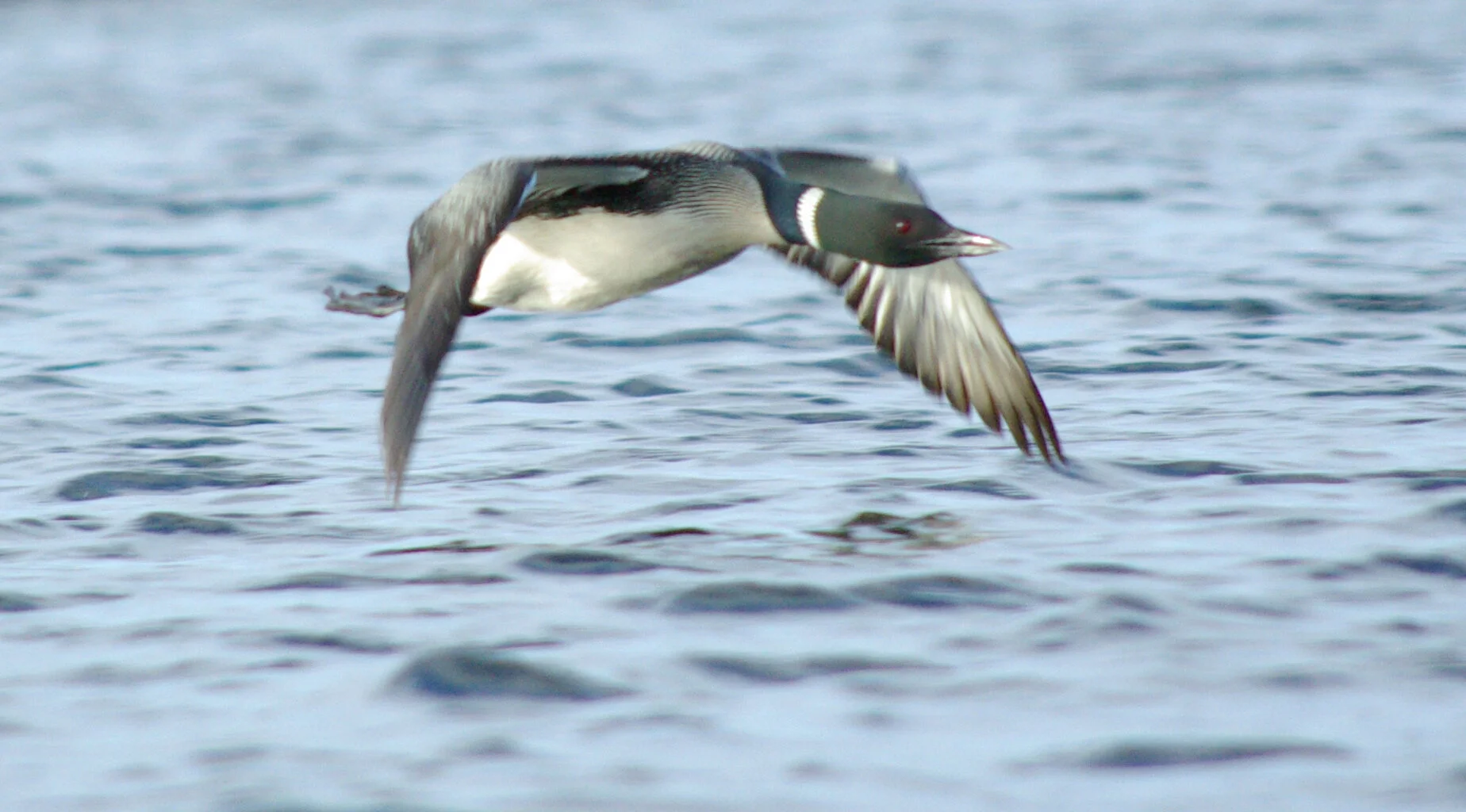 Loon in Marshfield, Vt.— Photo by Ano Lobb ,